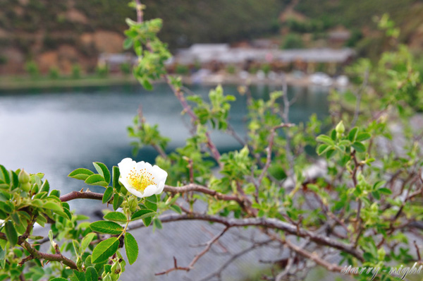瀘沽湖