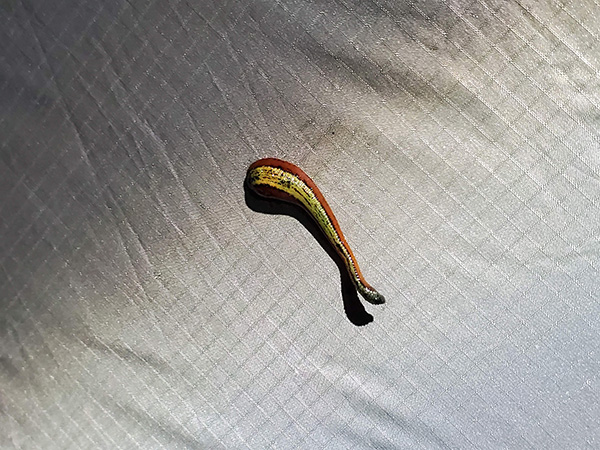 新南馬環線